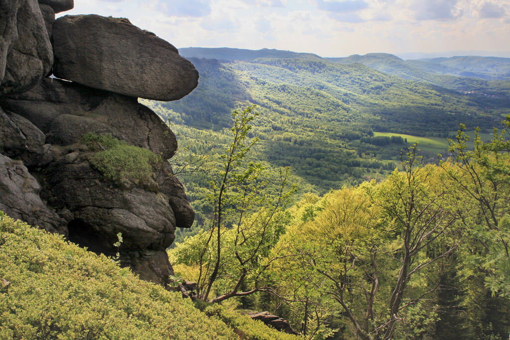 Jizerskohorské bučiny